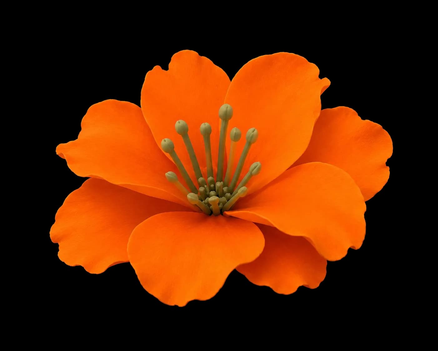 orange flower